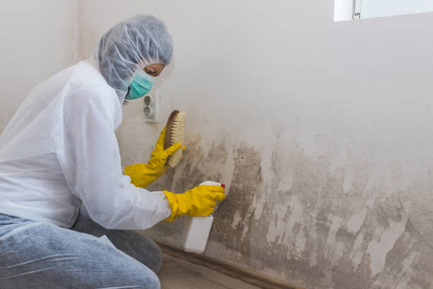 Best Certified Mold Removal  in Pima, AZ