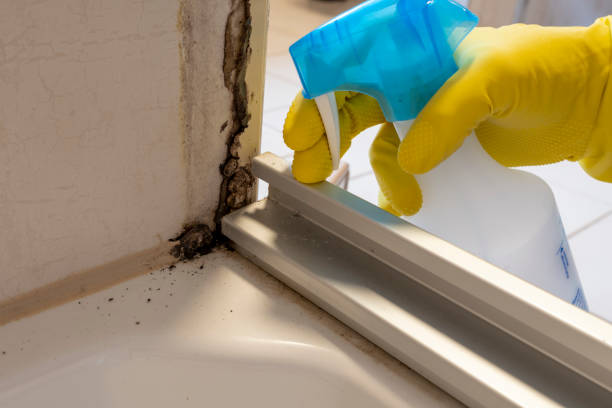 Office Mold Removal Services in Pima, AZ