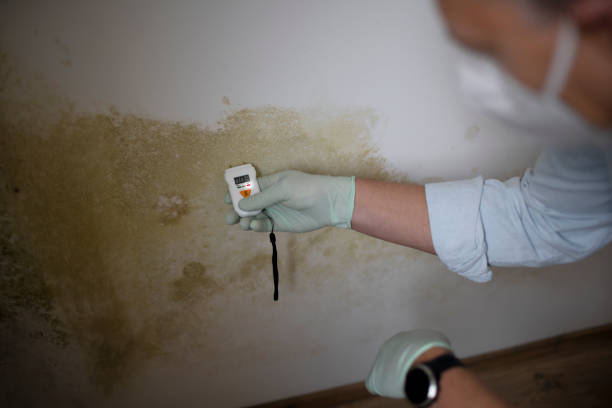 Best Attic Mold Removal  in Pima, AZ